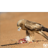 گونه عقاب پر پا Booted Eagle 